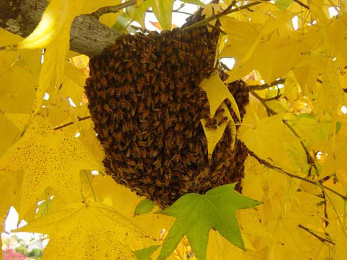 San Bernardino Bee Removal Guys Picture of a 
    swarm we relocated from a tree.