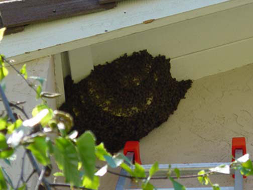 Bee Removal San Bernardino This is a 
    picture of a hive hanging underneath an eave.