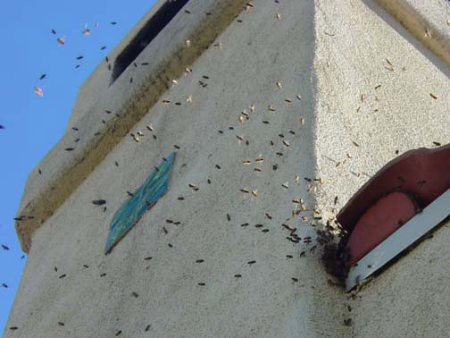 Bee Removal San Bernardino This is 
    a picture of a swarm that is in the eave of a house.