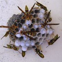 Wasp Removal San Bernardino CA